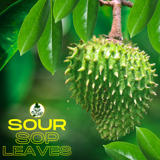 Soursop Leaves (Limited Supply)