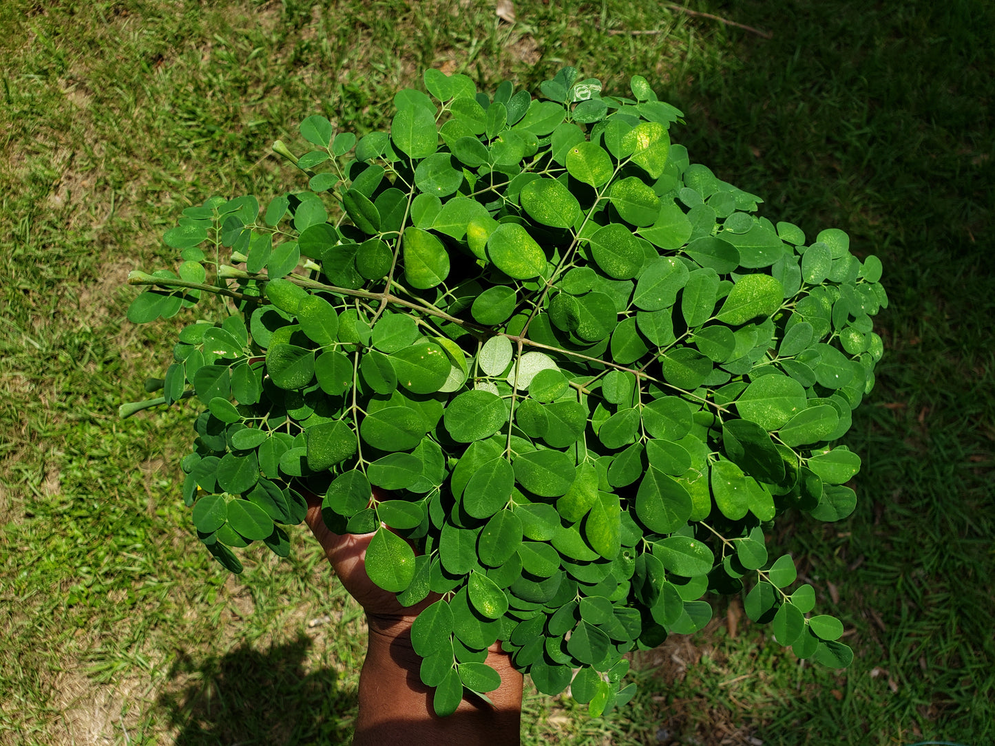 Moringa Oleifera Seeds (Organic - Non GMO)