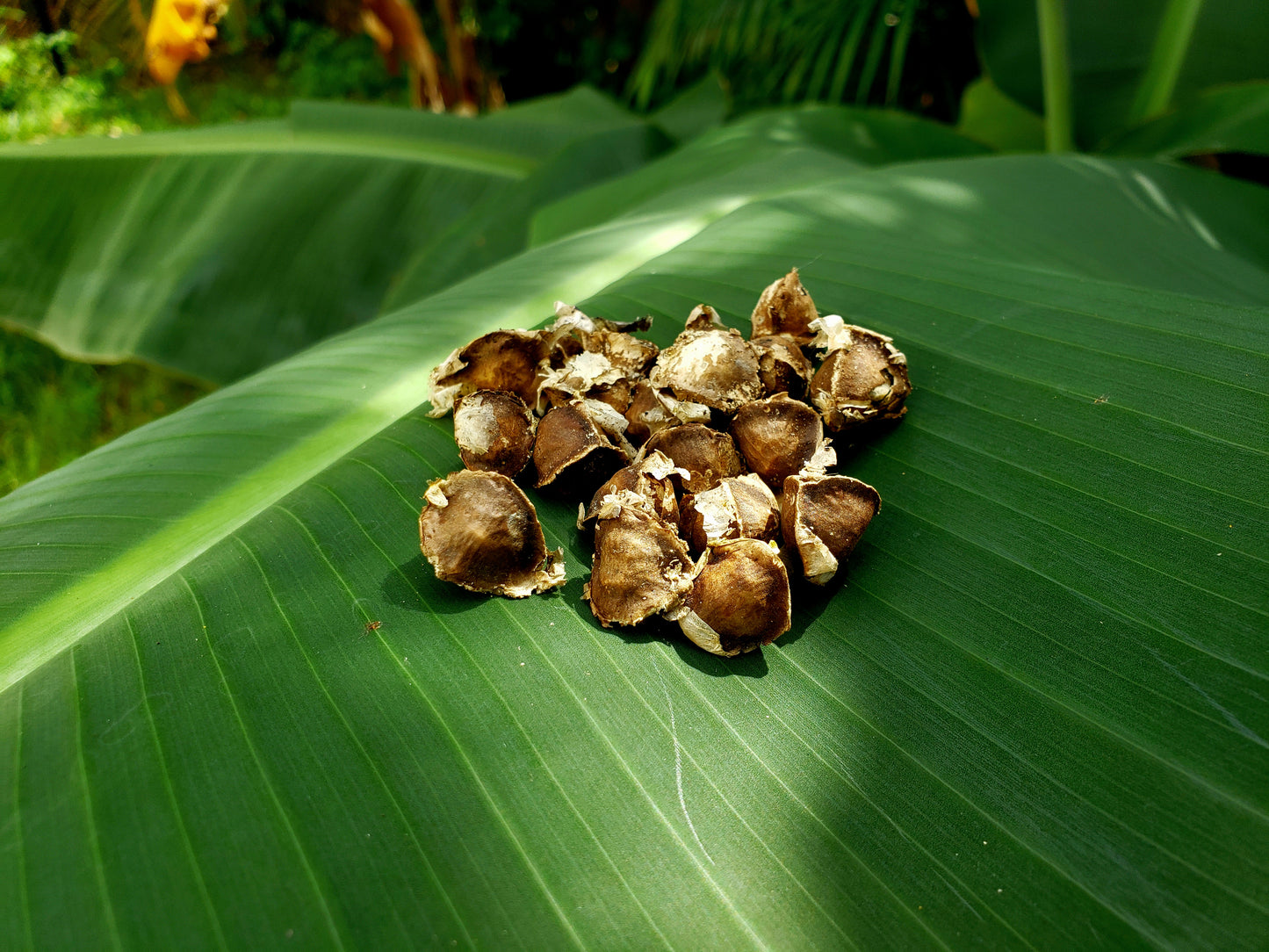 Moringa Oleifera Seeds (Organic - Non GMO)