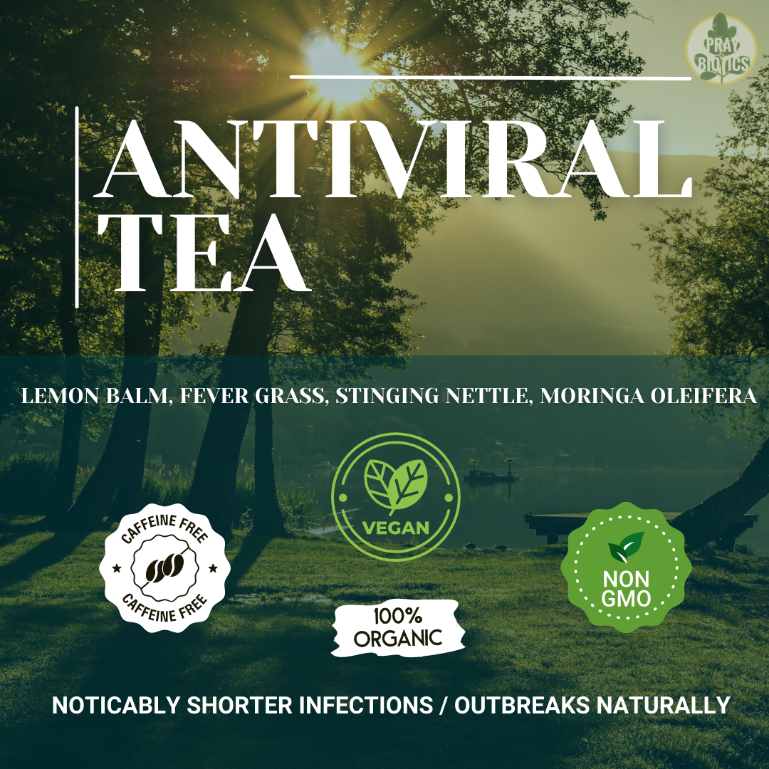 Antiviral Tea - Shortens Outbreaks & Reduces Virility, Inflammation, & Duration of Infections