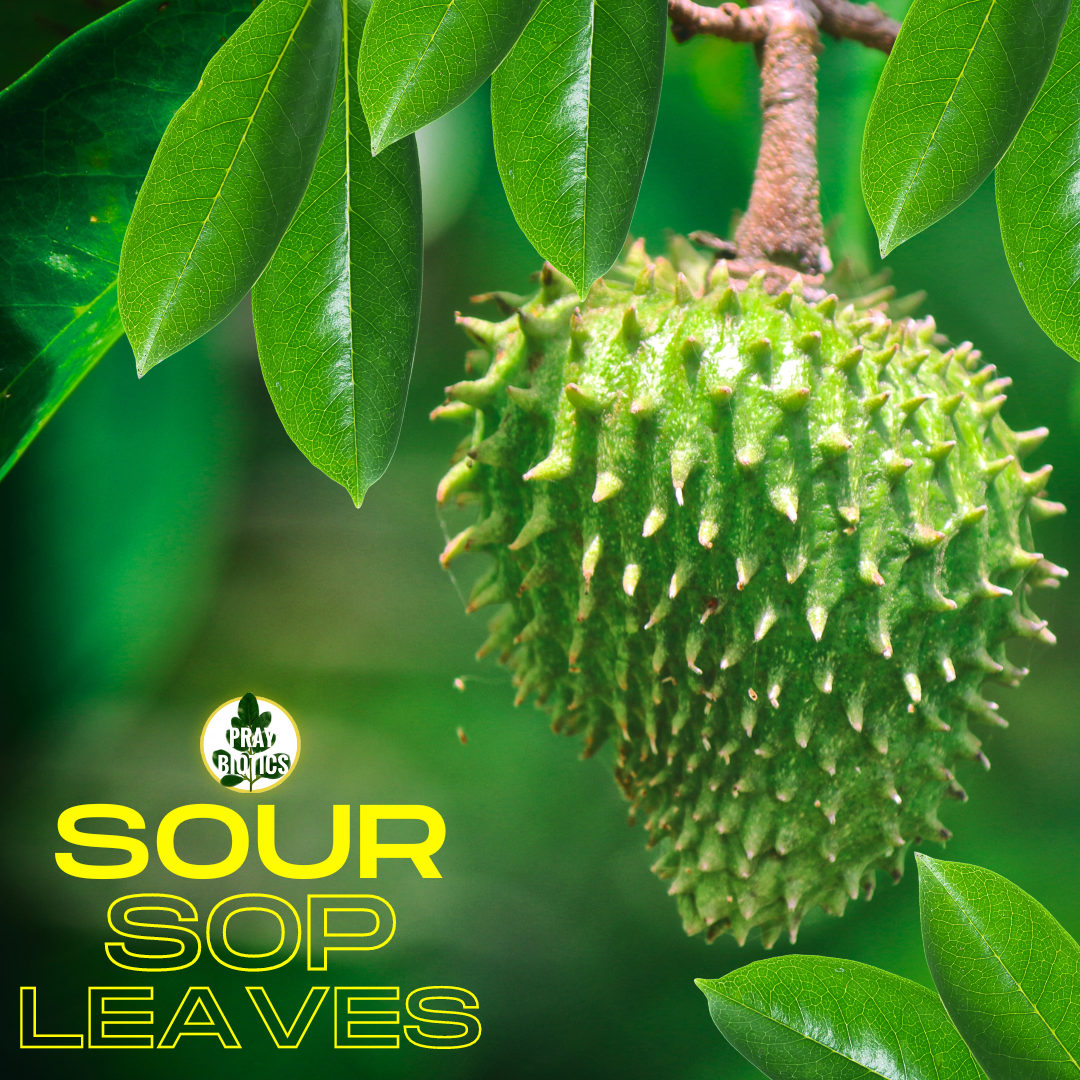 Dried Soursop Leaves, Perfect for Making Soothing Herbal Tea