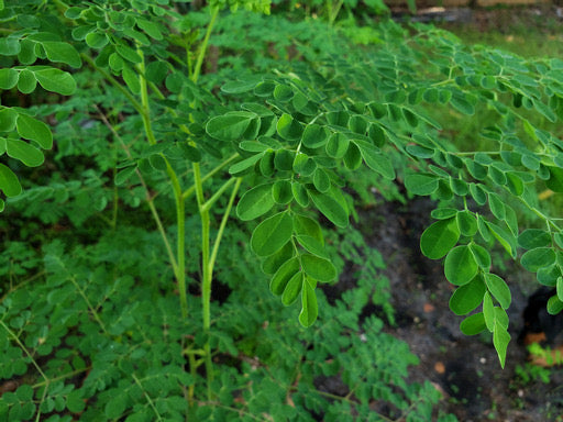 Moringa Oleifera Seeds (Organic - Non GMO)